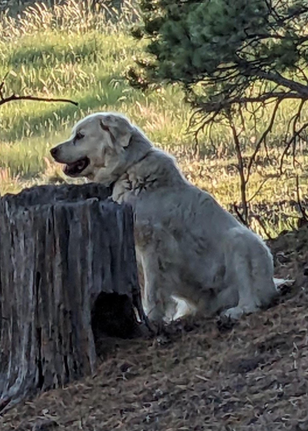 A whispering pines dog keeping watch on her surroundings